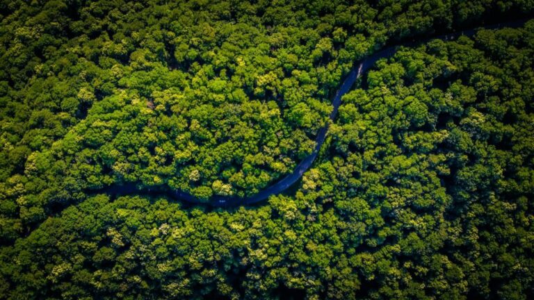 Biodiversidade no Compliance: Entenda os Impactos do Marco Global e do TNFD nas Empresas